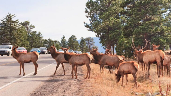 The Great Migration Traffic Jam: What Happens When Animals Take Over Spring Roads