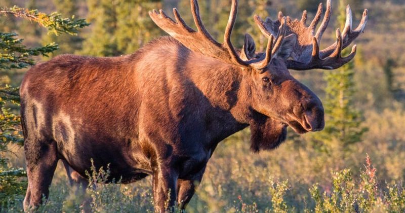 The Great Moose Encounter