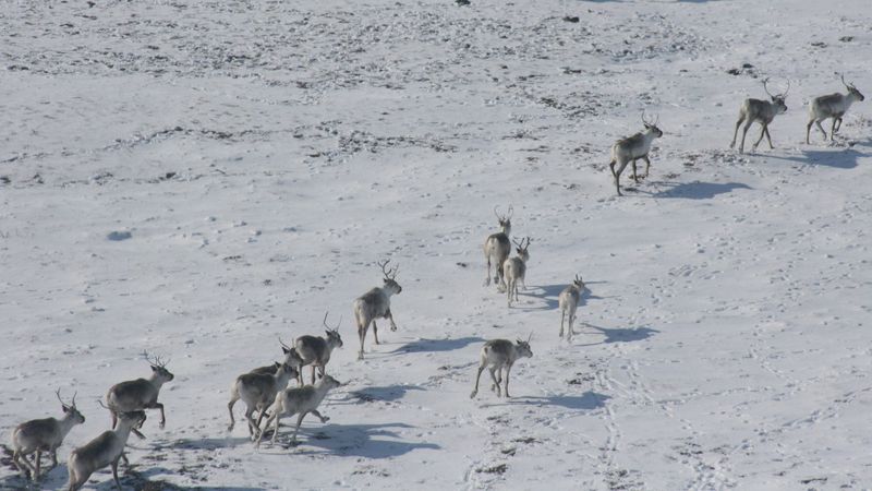 The Great Reindeer Migration