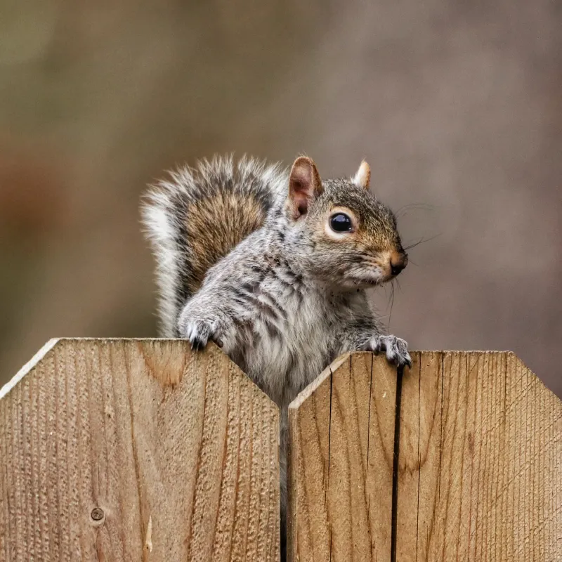 The Grey Squirrel