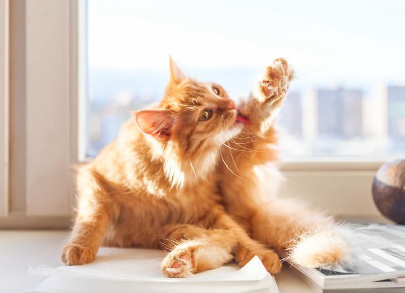 The Grooming Ritual