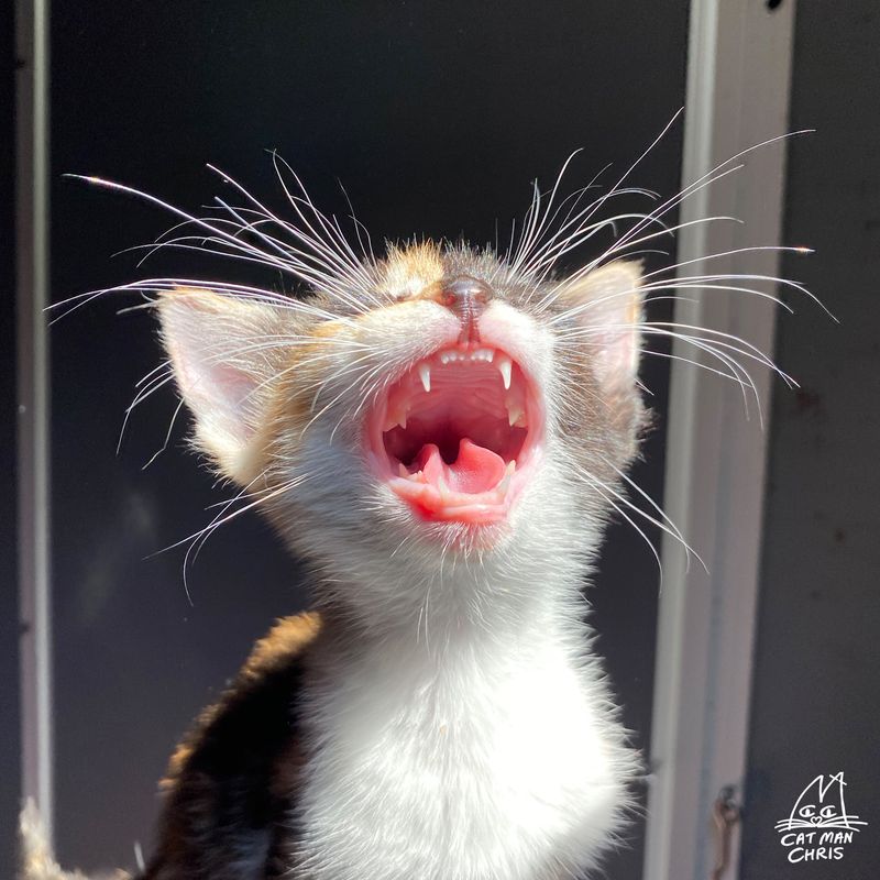The Growth of Kitten Teeth
