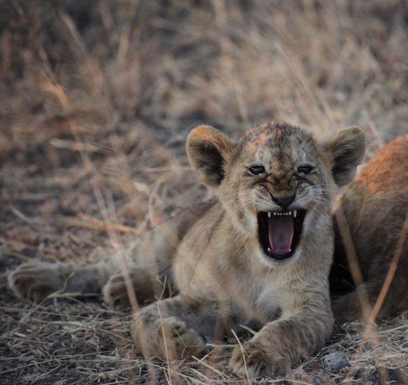 The Haunting Roar of Extinction