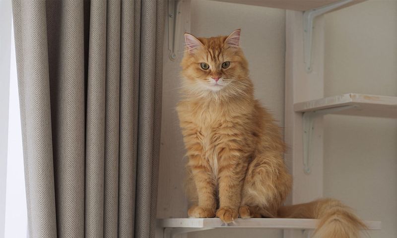 The High Perch