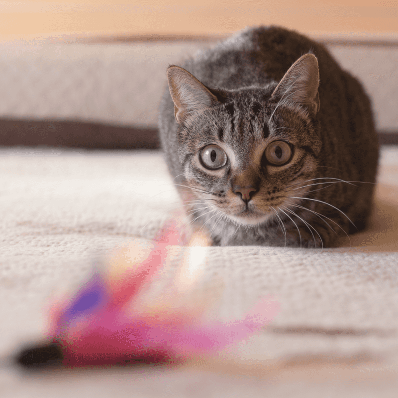 The Hunting Instinct
