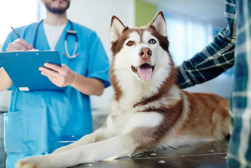 The Impact of Stress on Dogs
