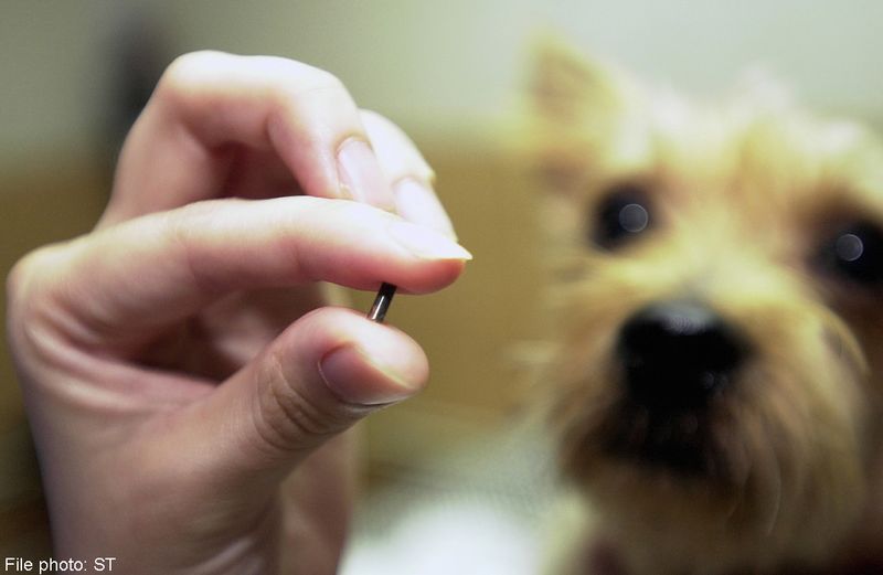 The Importance of Microchipping
