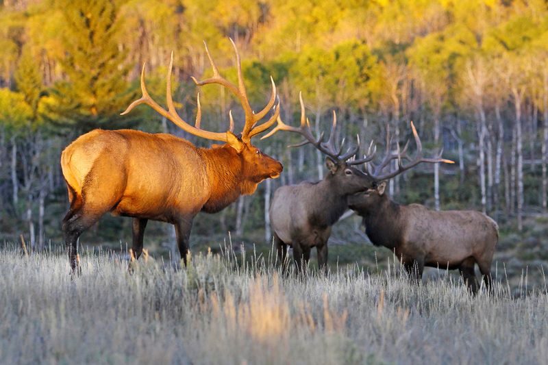 The Importance of Wind: Nature's Scent Barrier