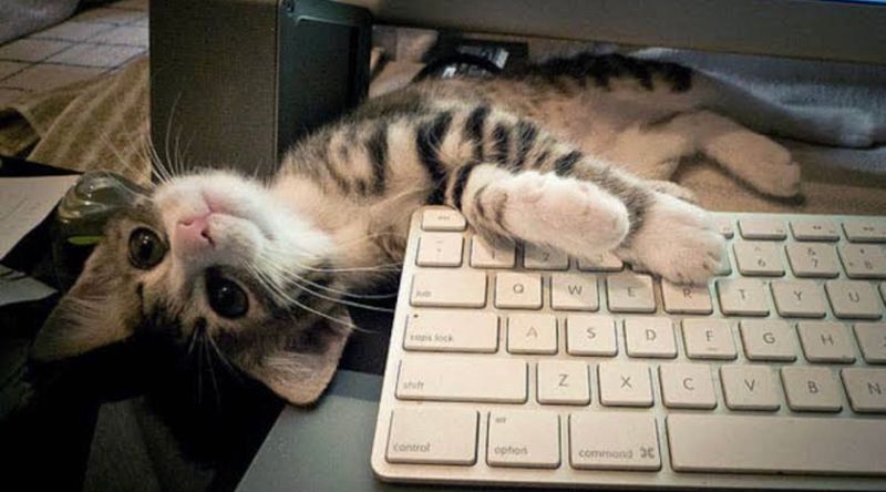 The Keyboard Enthusiast