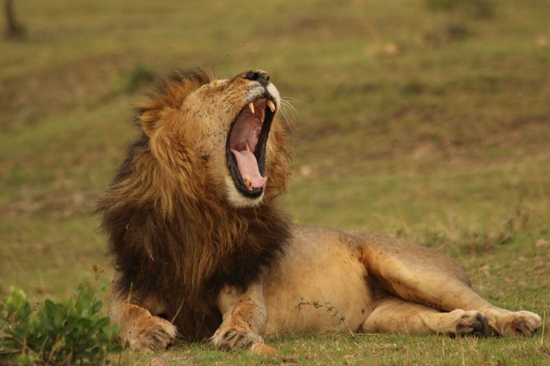 The King’s Roar