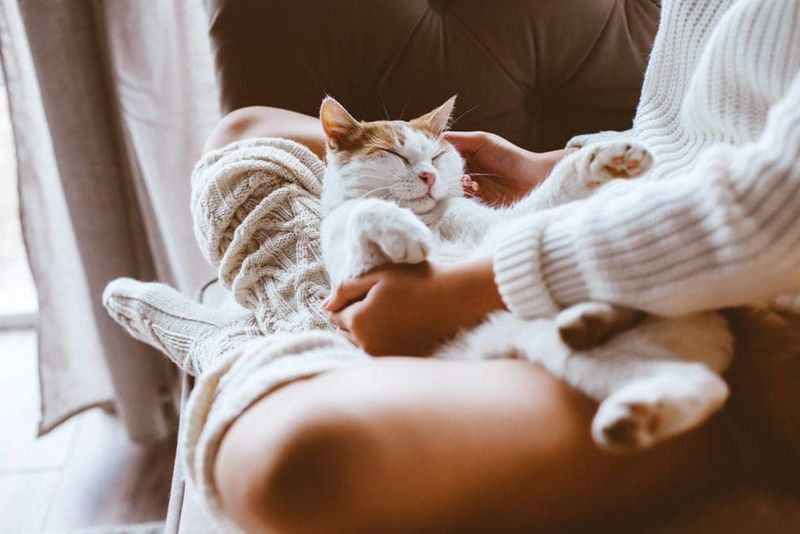 The Lap Lounger