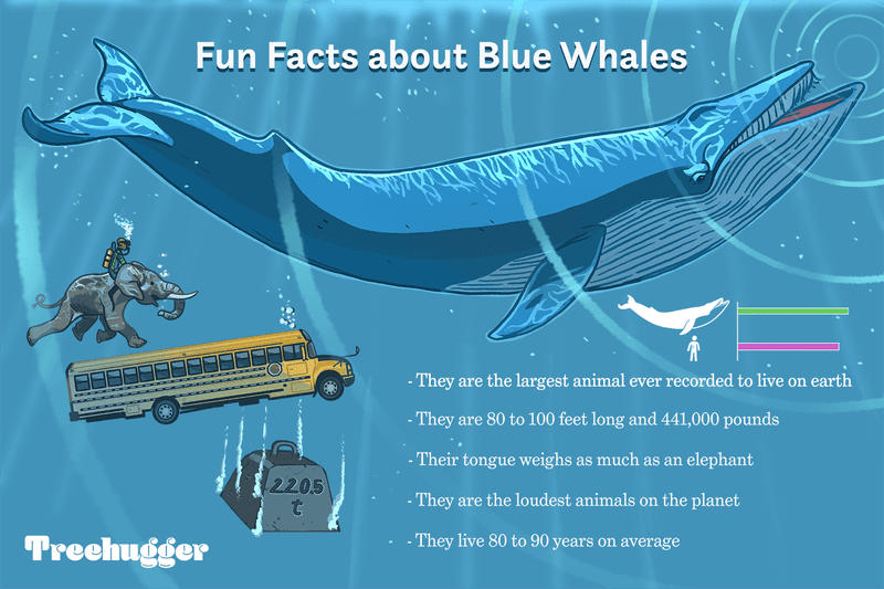 The Largest Animal on Earth