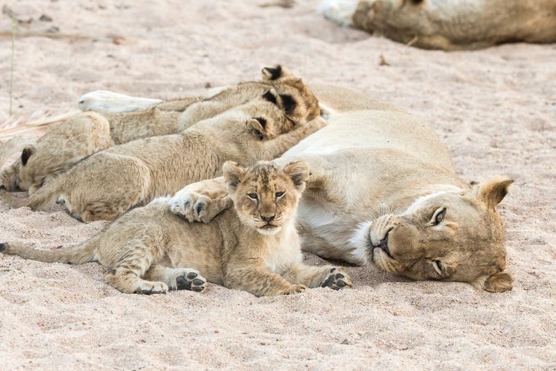 The Lion’s Pride