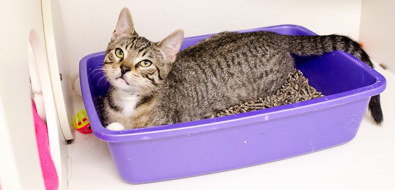 The Litter Box Scramble