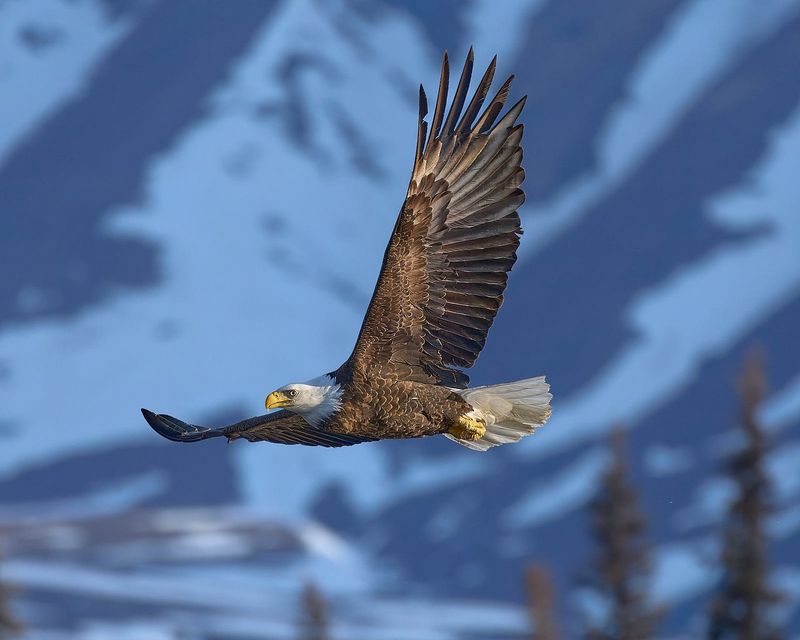 The Majestic Bald Eagle