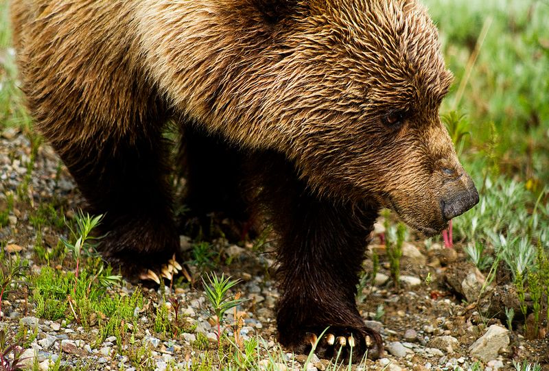The Majestic Grizzly Bear