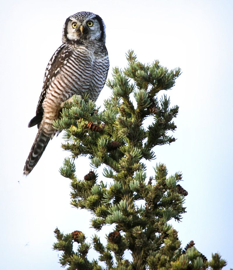 The Majestic Northern Hawk Owl