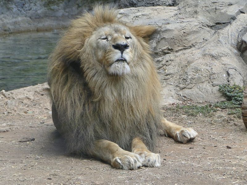 The Mane of Courage