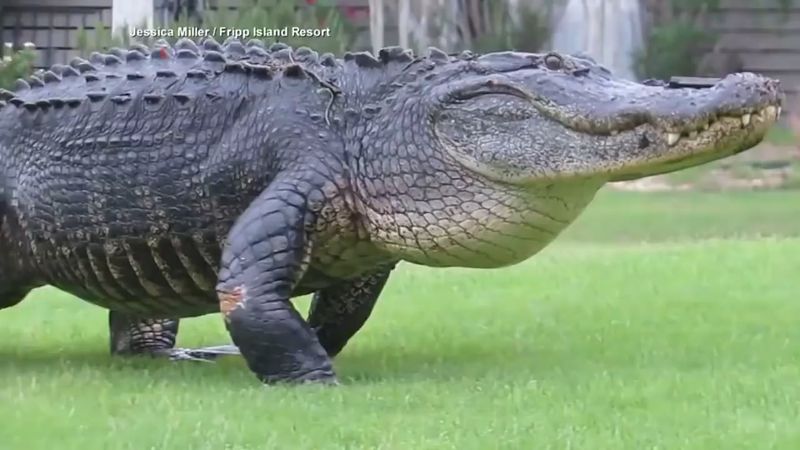 The Massive Giant