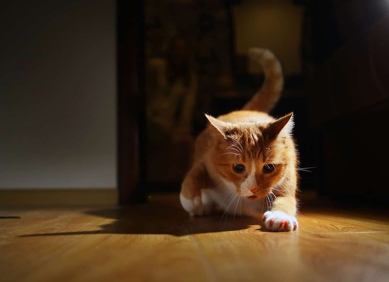 The Midnight Marauder