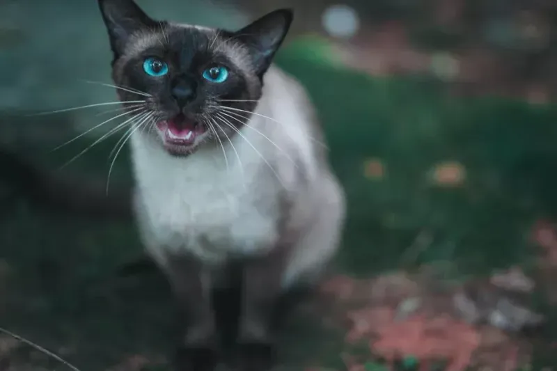 The Midnight Serenader