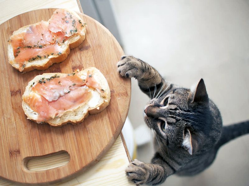 The Midnight Snack Bandit