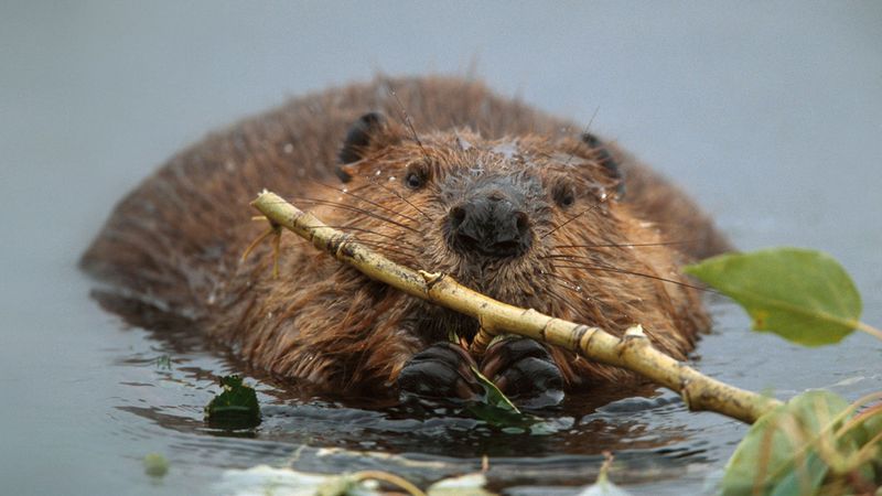 The Mighty Beavers