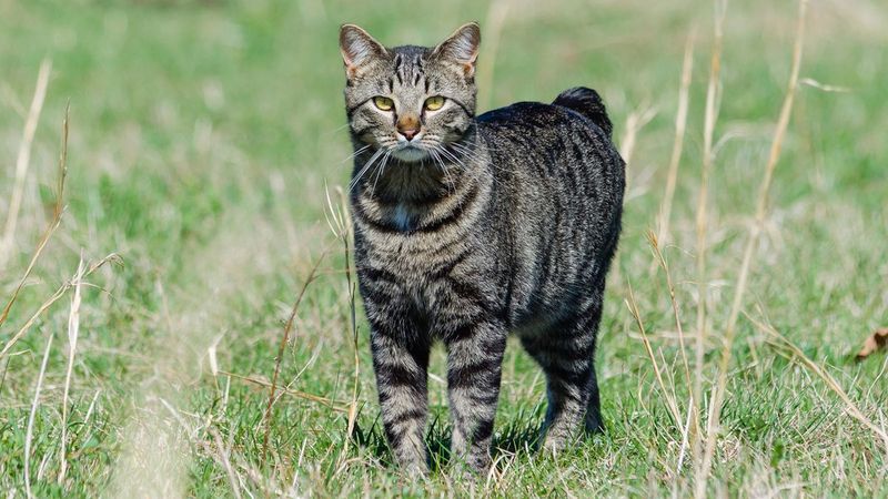 The Mighty Manx
