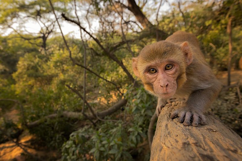 The Mischievous Macaque
