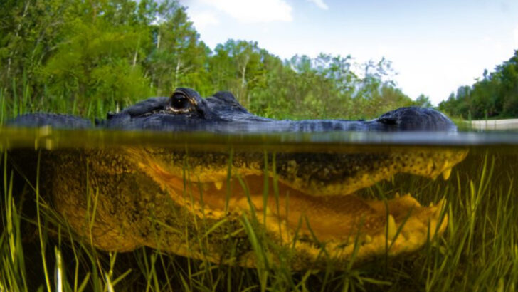 The Most Dangerous Lakes in America—And the Predators That Make Them So