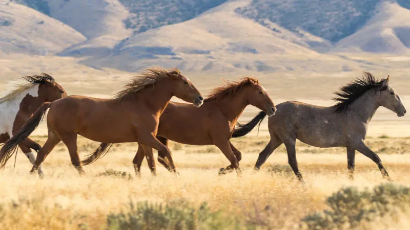 The Mustang's Role in Ecosystems