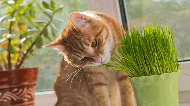 The Mysterious Catnip Effect