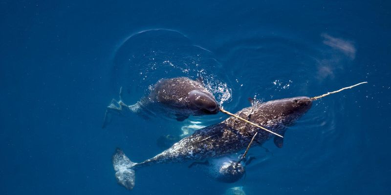 The Mysterious Narwhal