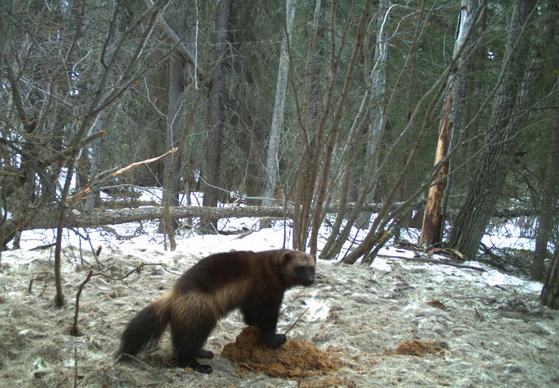 The Mysterious Wolverine