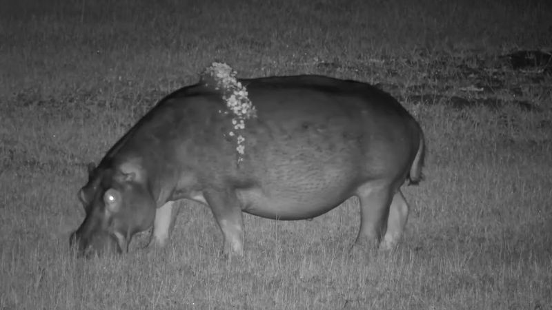 The Night Grazer