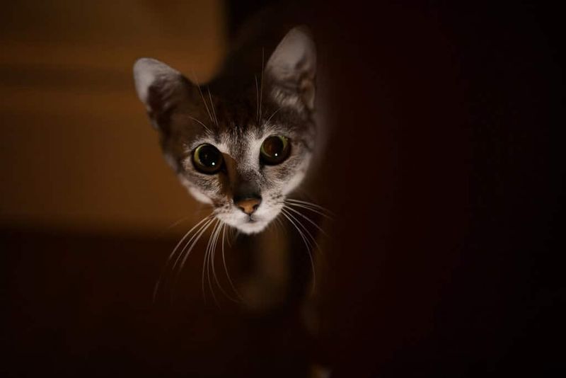 The Nighttime Narrator
