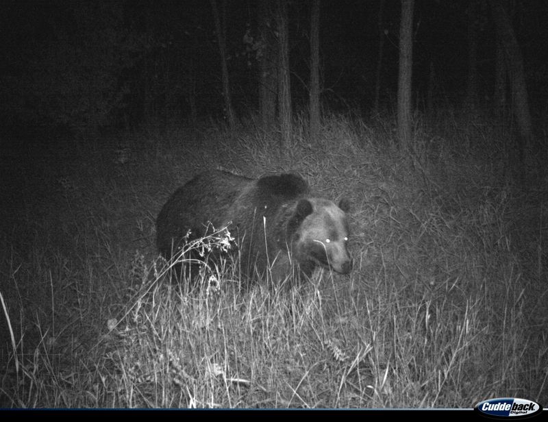 The Nighttime Visitor in Montana