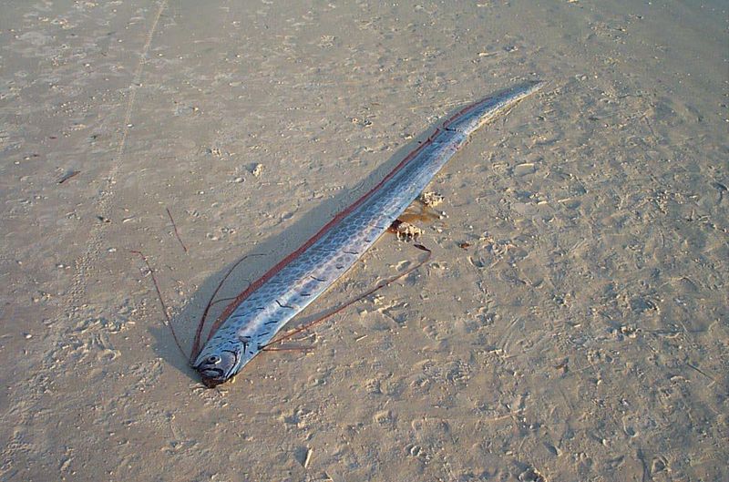 The Oarfish