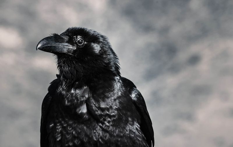 The Observant Raven