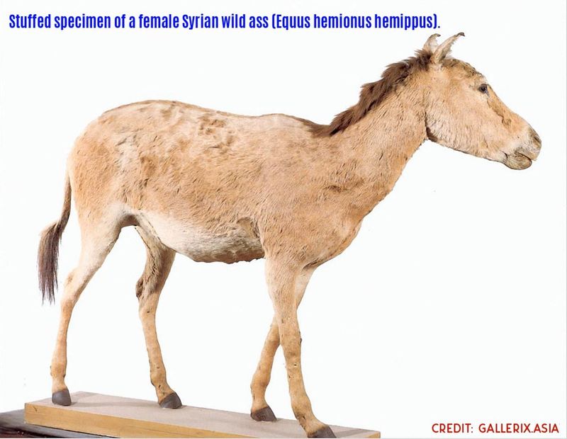 The Onager