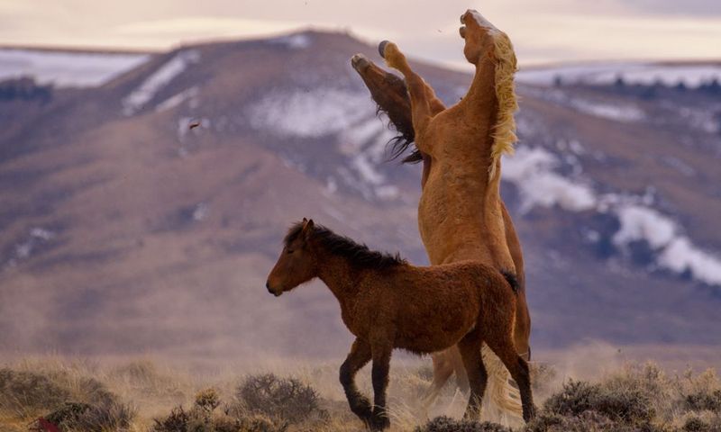 The Origin of Mustangs