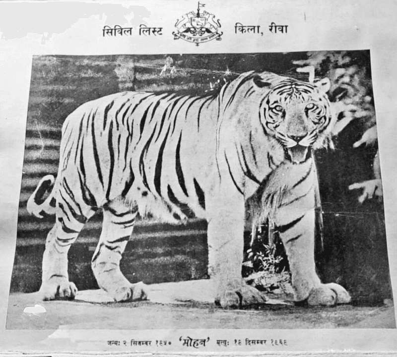 The Origin of White Tigers