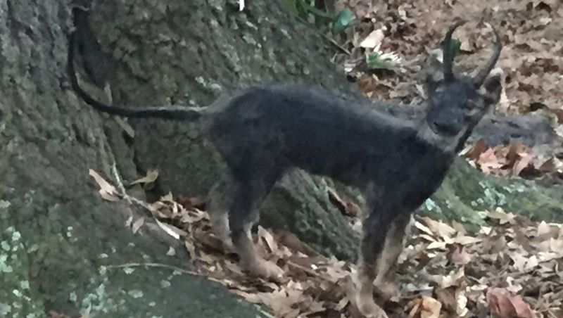 The Ozark Howler