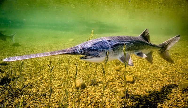 The Paddle-Like Snout