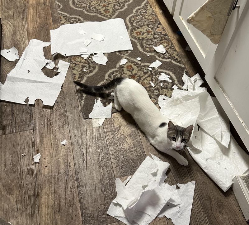 The Paper Shredder