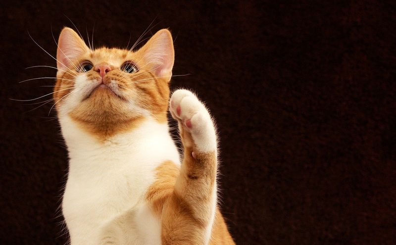 The Paw Tap