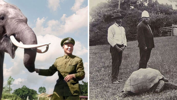 The Pets That Lived the Longest—and What They All Had in Common