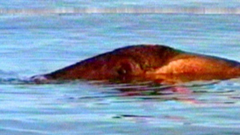 The Phantom of Lake Van