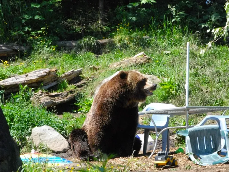 The Picnic Crasher in Yosemite