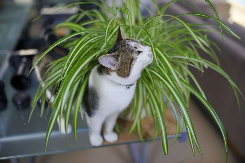 The Plant Inspector